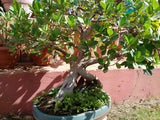 Bonsai Ficus 10 Year Old - treekart
