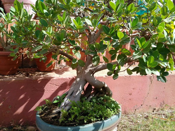 bonsai trees for sale in hyderabad Buy Bonsai Ficus 10 Year Old in India and Hyderabad – Treekart.com