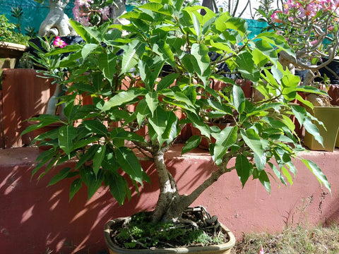 Bonsai Peepal Tree Variety 10 Year Old - treekart
