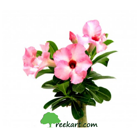 Adenium (pink)