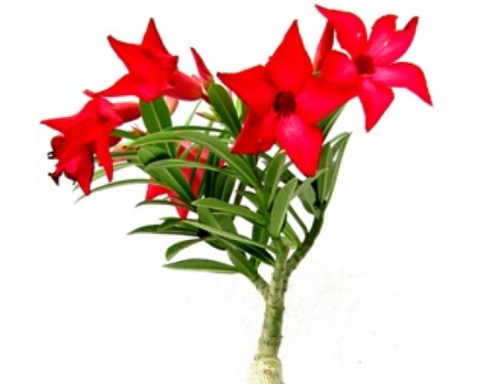 Adenium (red)