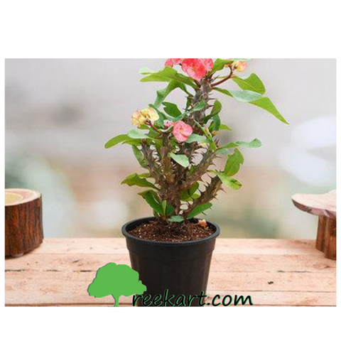 Euphorbia Peach