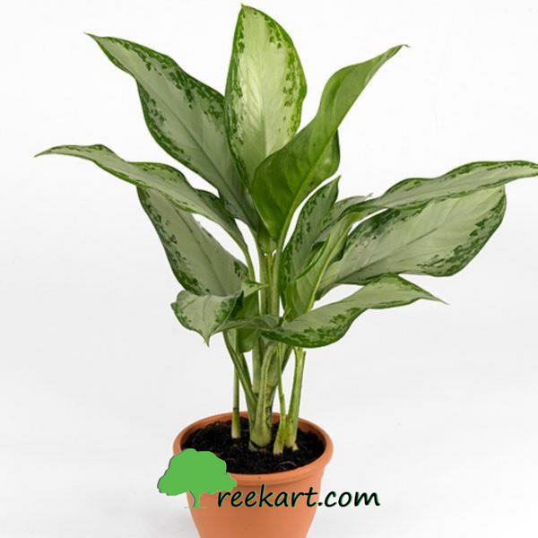 chinese evergreen air purifying plants Buy Aglaonema Chinese Evergreen Online