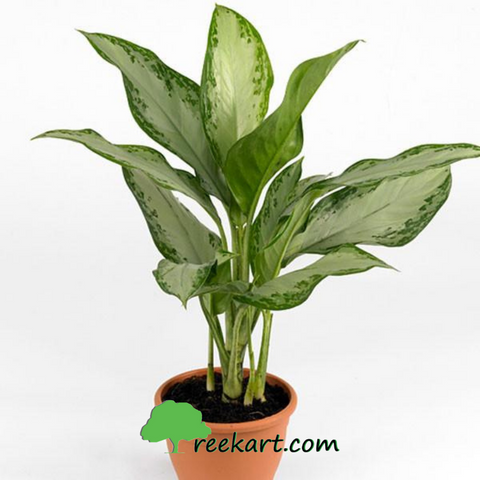 Chinese evergreen plant