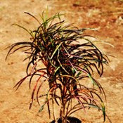 Croton-Multi-color-Thin-Leaves - treekart