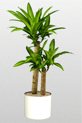 Dracaena Fragrans - treekart