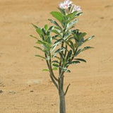 Adenium-Hybrid - treekart