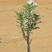 Adenium-Hybrid - treekart
