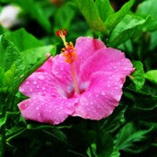 Hibiscus-New-Light-Pink - treekart