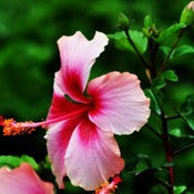 Hibiscus-New-Pink-Shade - treekart
