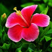 Hibiscus-New-Red-White - treekart
