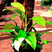 Golden-Emerald-Philodendron - treekart