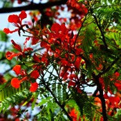 Gulmohar-Avenue-Tree - treekart