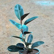 Rubber plant - treekart