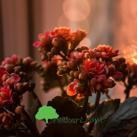 #Kalanchoe #flowerringplants #plantsonline #beautifulindoorplants