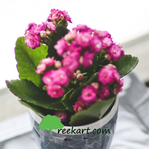 #Kalanchoe #flowerringplants #plantsonline #beautifulindoorplants