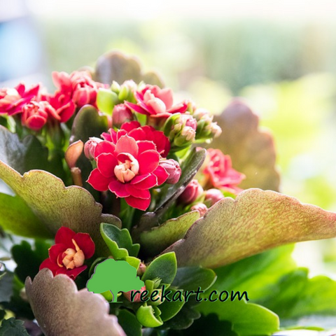 #Kalanchoe #flowerringplants #plantsonline #beautifulindoorplants