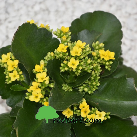 #Kalanchoe #flowerringplants #plantsonline #beautifulindoorplants