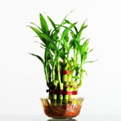 Lucky-Bamboo-Plant-2-Layers - treekart
