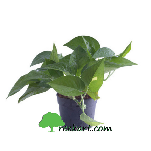 Green Money Plant