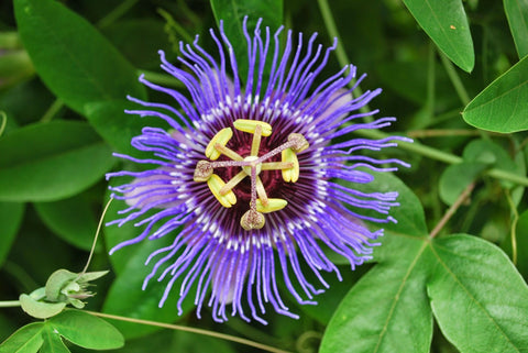 Passion Flower (passiflora) - treekart