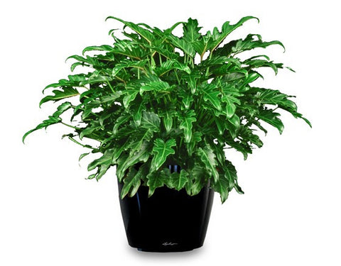 Xanadu Philodendron - treekart