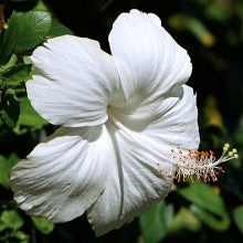 hibiscus-white - treekart