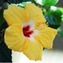 hibiscus-yellow - treekart