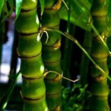 Buddha valley Bamboo - treekart