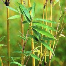 Golden bamboo - treekart