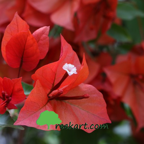 Bougainvillea - Red Shade