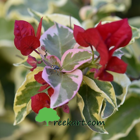 bougainvillea - variegated