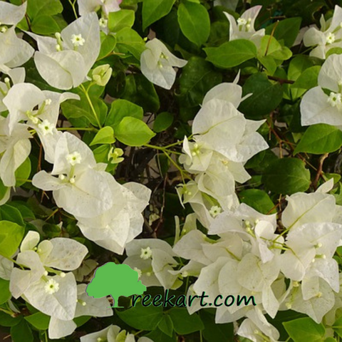 Bougainvillea (White)