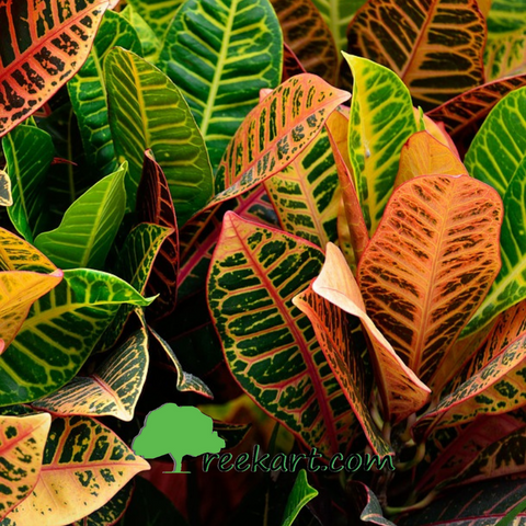 croton petra