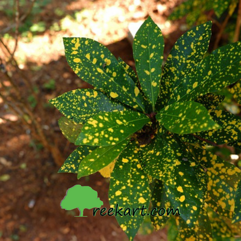 croton yellow