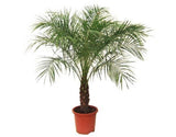 Date Palm - Phoenix roebelenii - treekart
