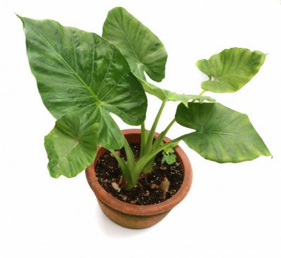 elephant ear tropical plant Elephant Ear – Treekart.com
