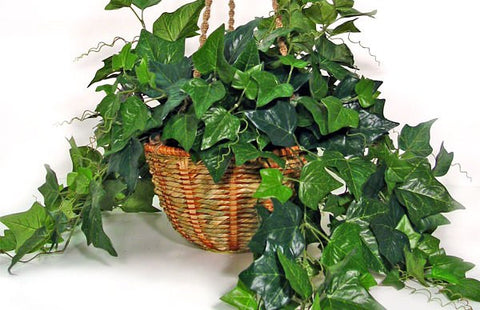 EnglishIvy (Hedera helix) - treekart
