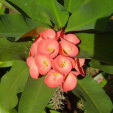 euphorbia-orange - treekart