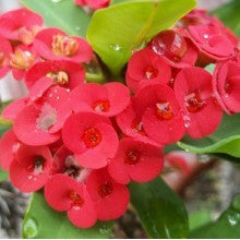 euphorbia-red - treekart
