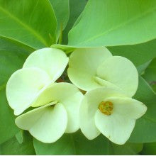 euphorbia-white - treekart