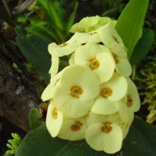 euphorbia-yellow - treekart