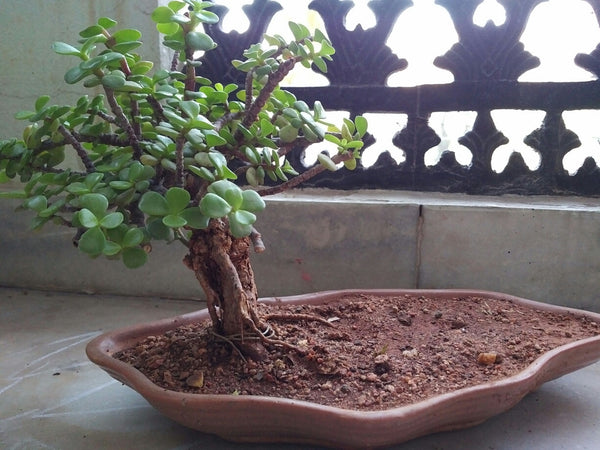 bonsai tree india online Buy Bonsai Jade Plant Online India and Hyderabad – Treekart.com