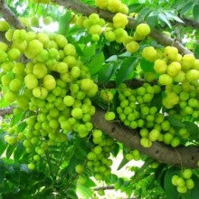 fruitplants-amla-small - treekart
