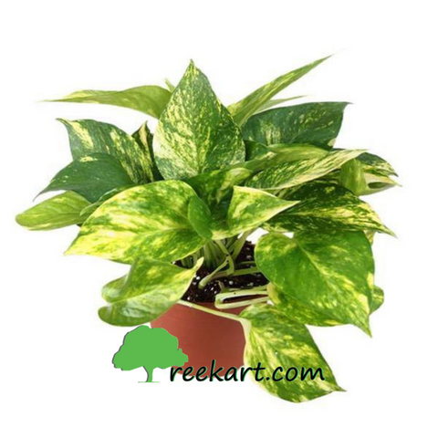 #photosgolden #moneyplantvariegated #moneyplant #indoorplants
