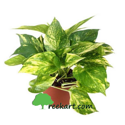 #photosgolden #moneyplantvariegated #moneyplant #indoorplants 