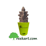 Eco Friendly Plant Ganesh 