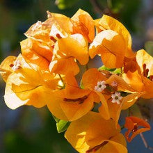 bougainvillea - yellow - treekart