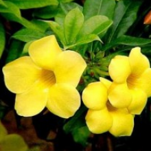 allamanda-creeper - treekart