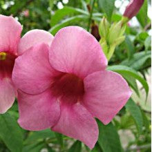 allamanda (cherry ripe) - treekart
